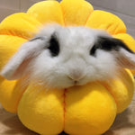 Sunflower pet collar