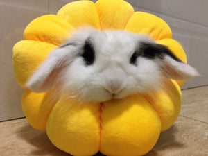 Sunflower pet collar