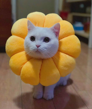 Sunflower pet collar